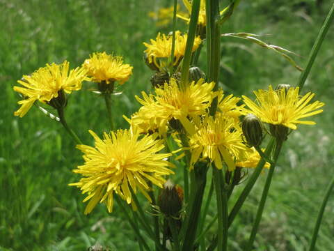 Image of rough hawksbeard