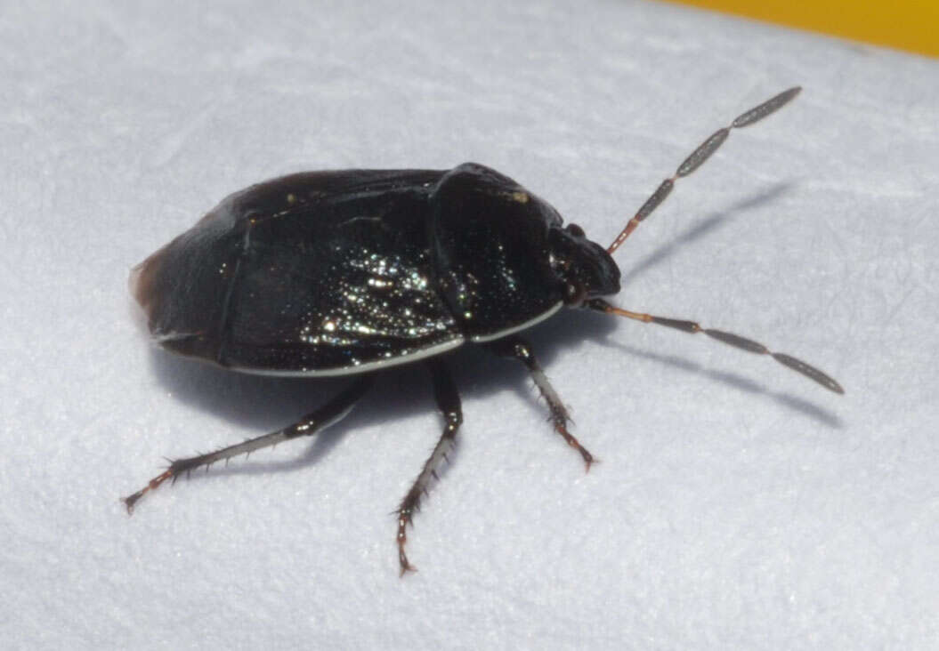 Image of White-margined Burrower Bug