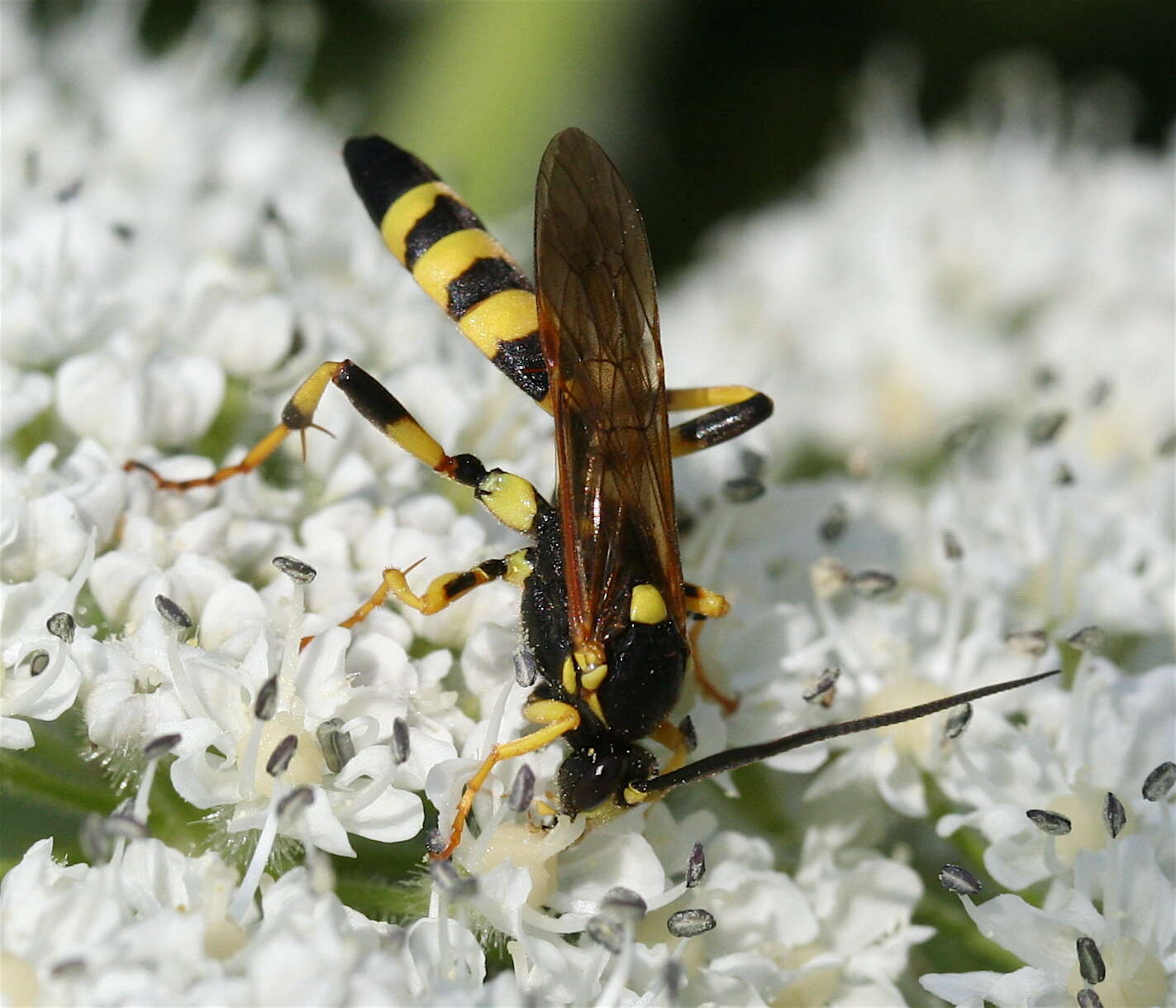 Image of ichneumon wasps