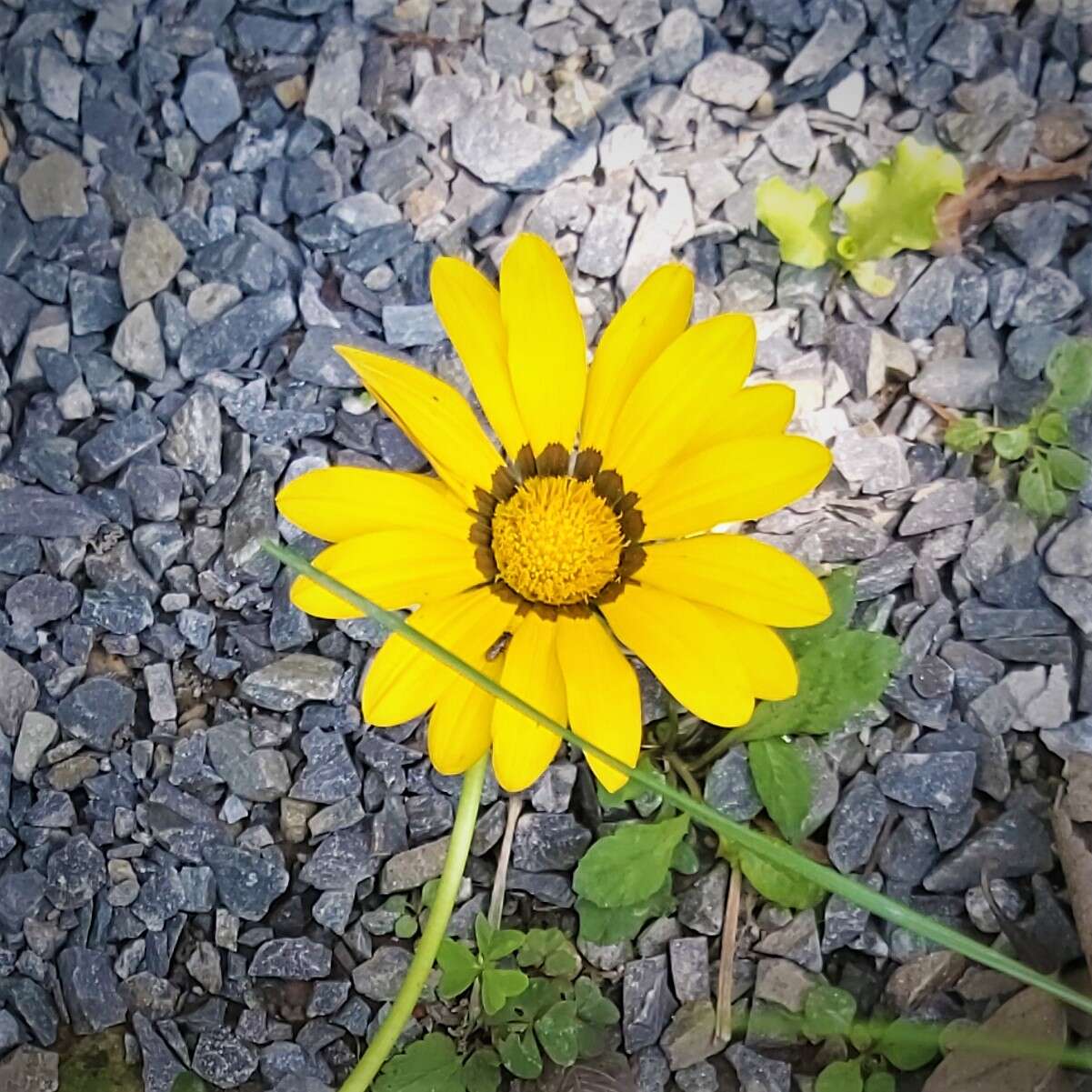 Image of treasure-flower