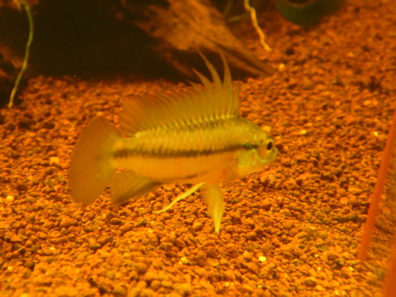 Image of Apistogramma trifasciata (Eigenmann & Kennedy 1903)