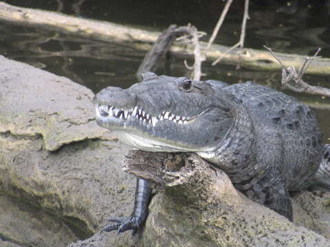 Image of Belize Crocodile