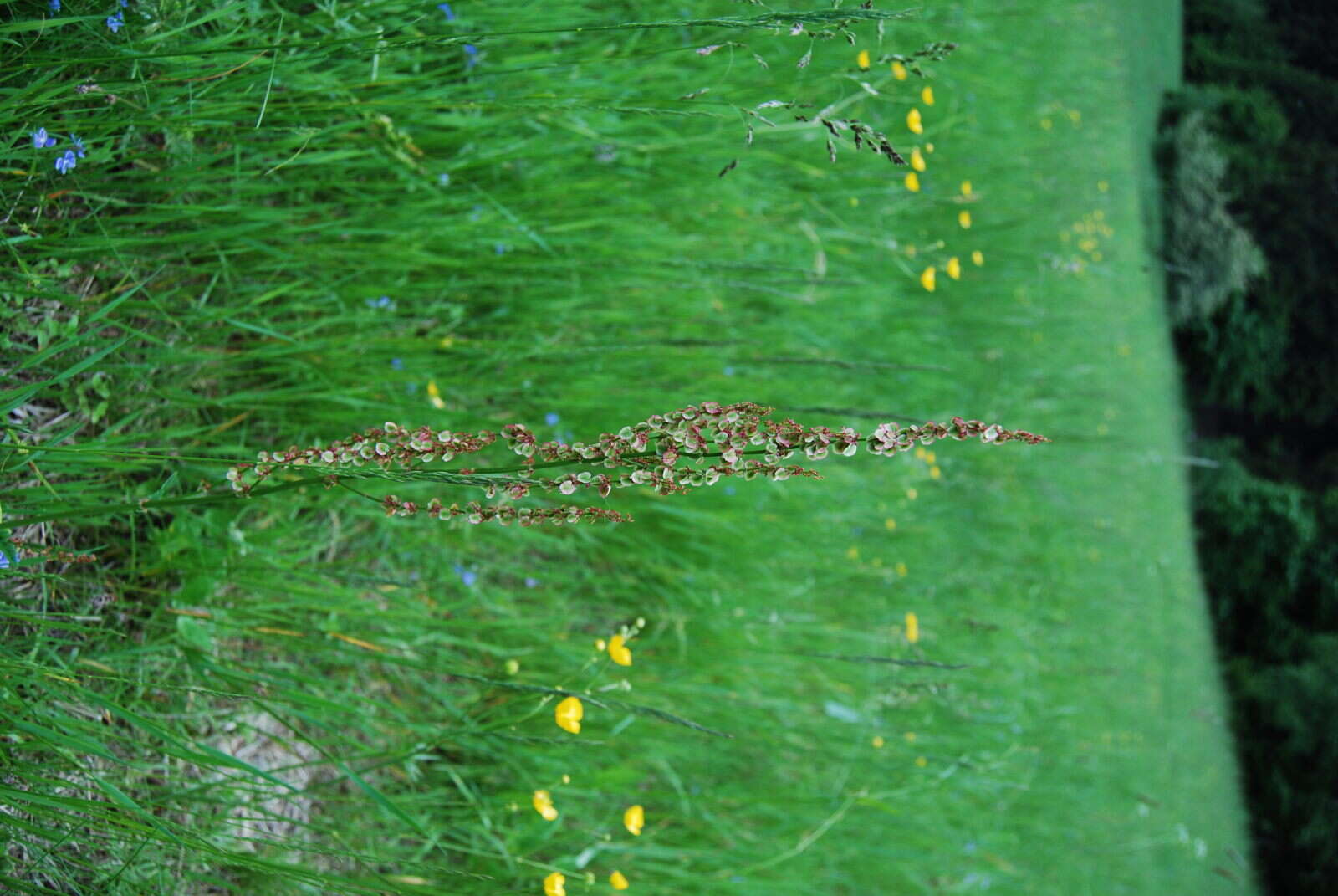 Image of Common Sorrel