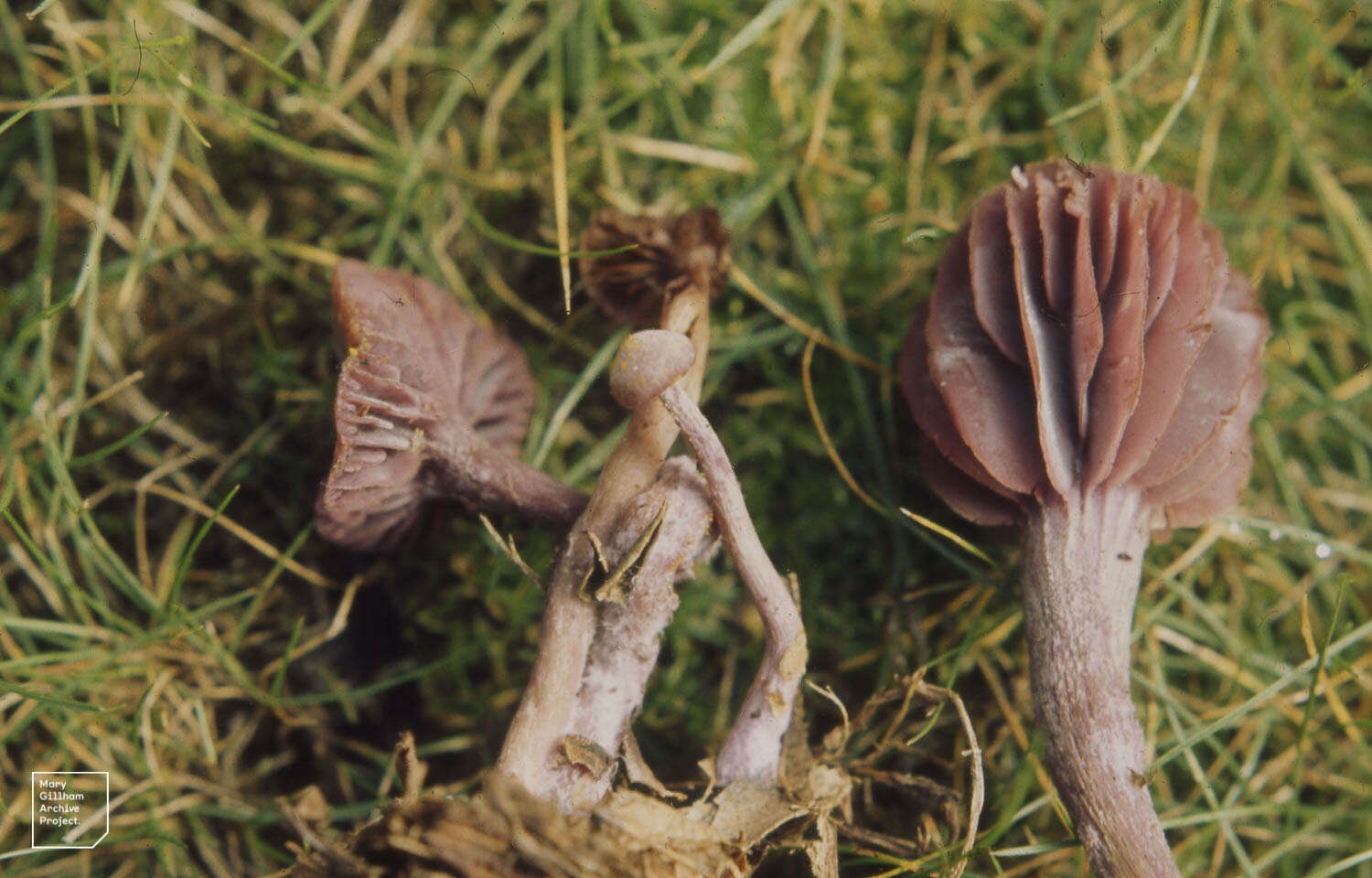 Image of Laccaria amethystina Cooke 1884