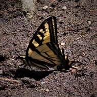 صورة Papilio rutulus Lucas 1852