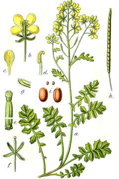 Image of dogmustard