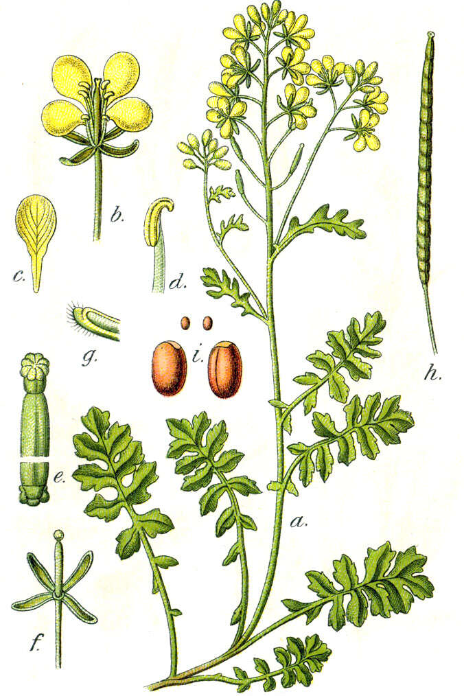 Image of dogmustard