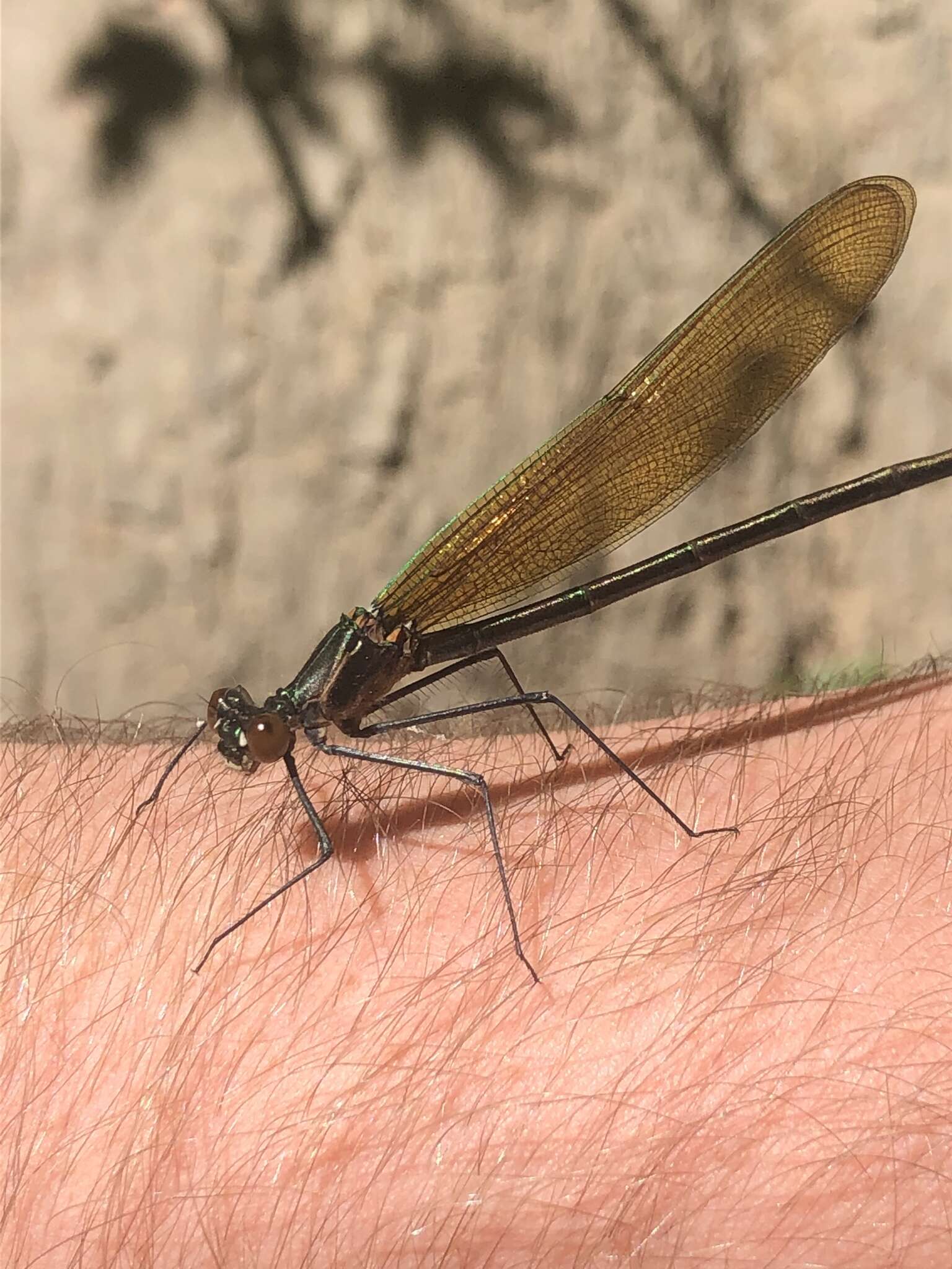 Image of Appalachian Jewelwing