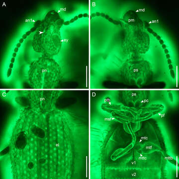 Image of Ommatidae