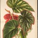 Слика од Begonia teuscheri Linden ex André