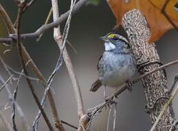 Image of White-throated Sparrow