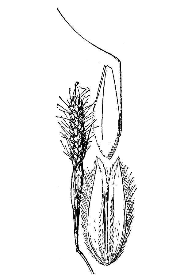 Image of Pacific foxtail