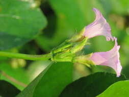 Plancia ëd Ipomoea triloba L.