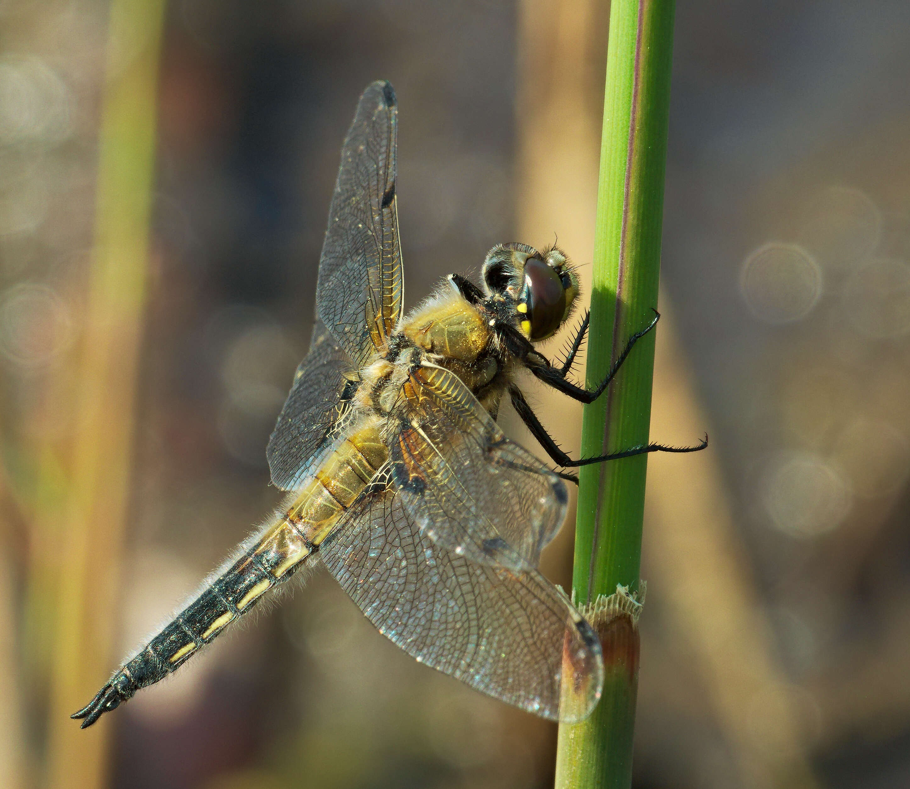 Image of Four-spotted Chaser