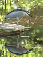 Image of Night Herons