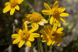 Image of hairy arnica