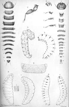 Image of Metoecus paradoxus