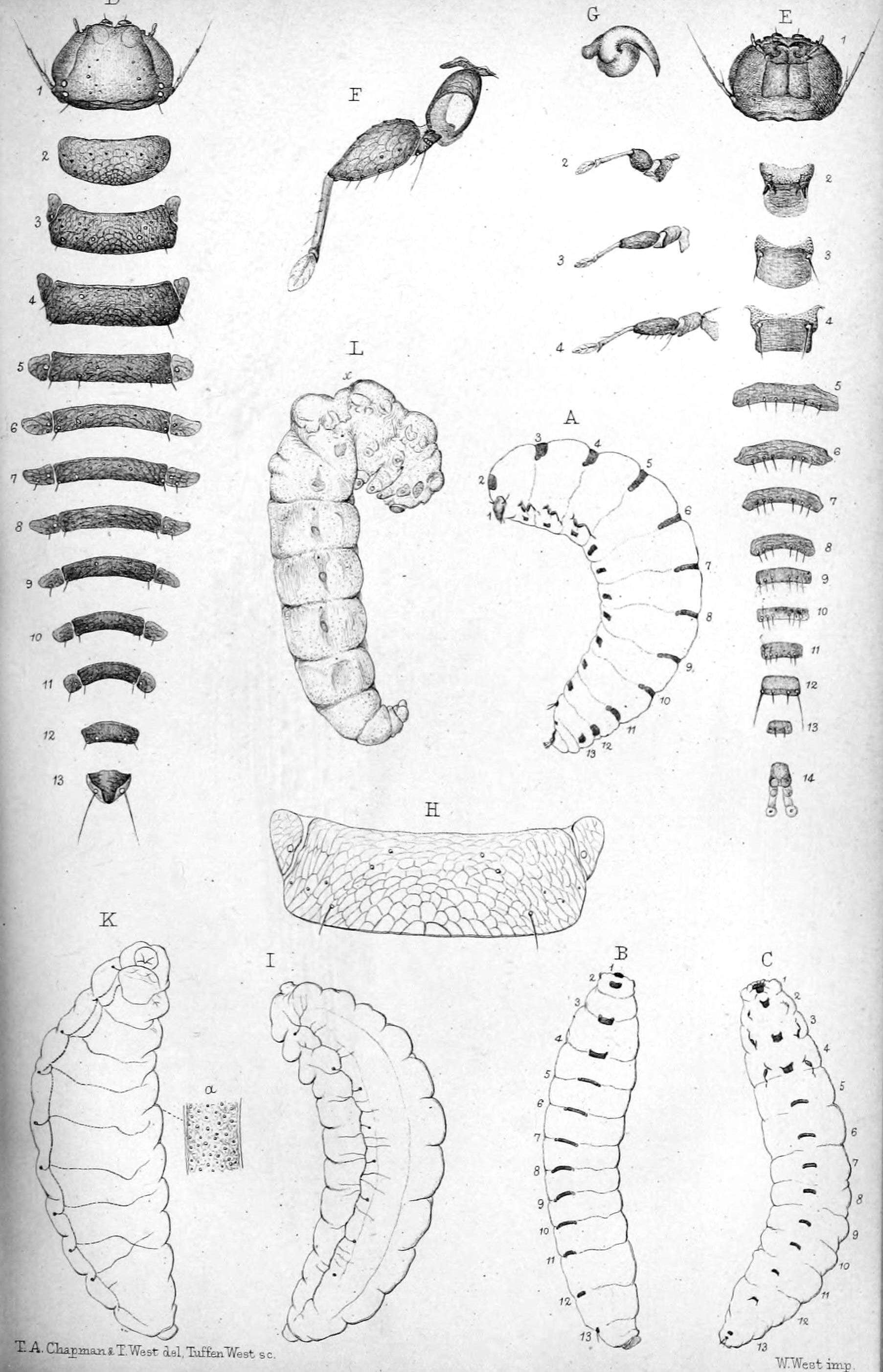 Image de Metoecus paradoxus