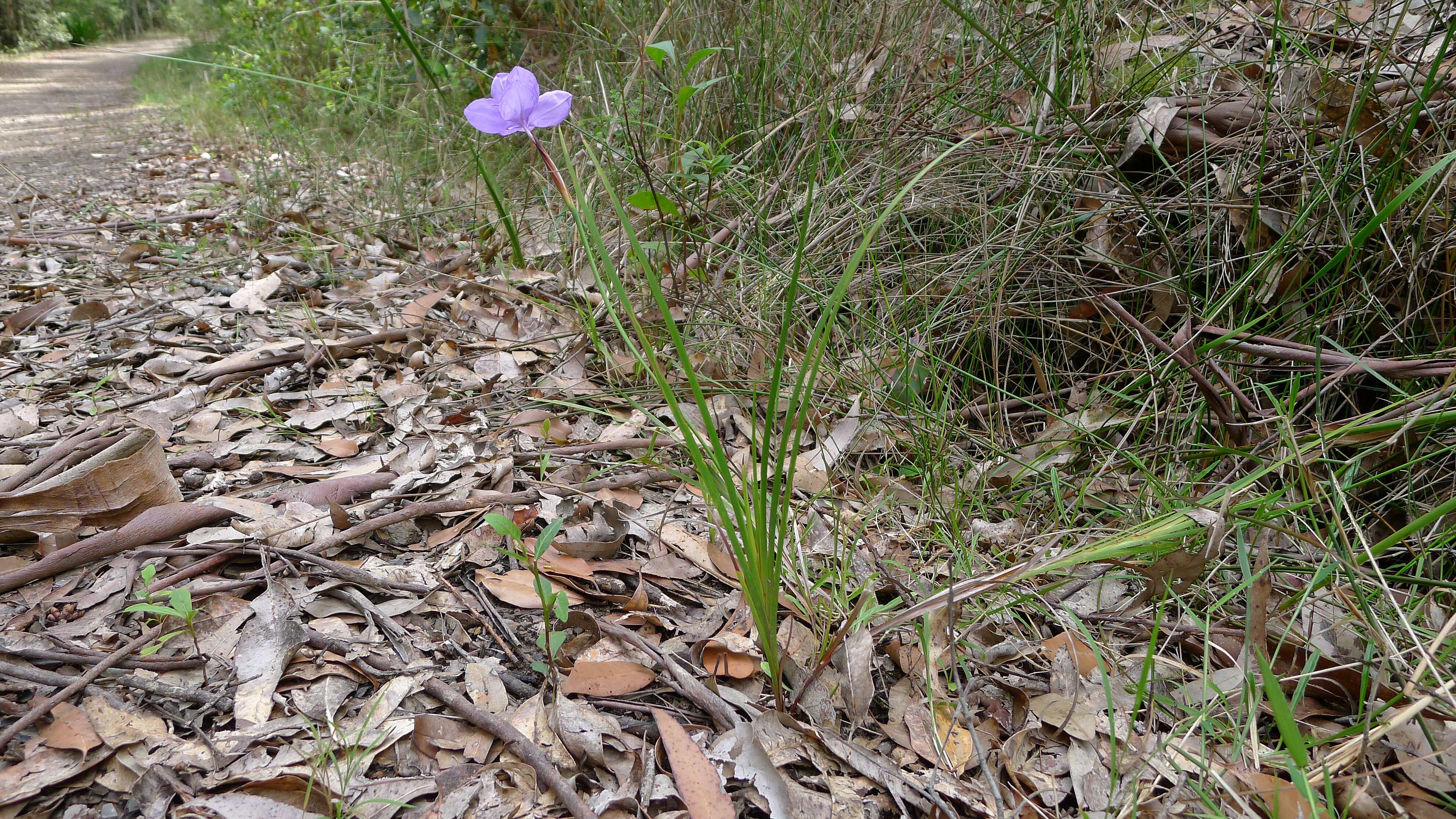 Image of Patersonia glabrata R. Br.