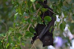 Image of Black Flying Fox