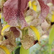 صورة Iris paradoxa Steven