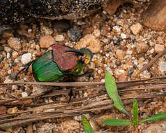 Imagem de Phanaeus (Phanaeus) vindex MacLeay 1819