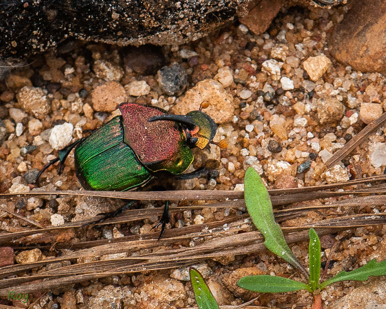 Image of Rainbow Scarab