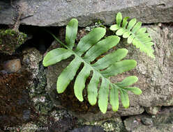 Image de Polypodium cambricum L.