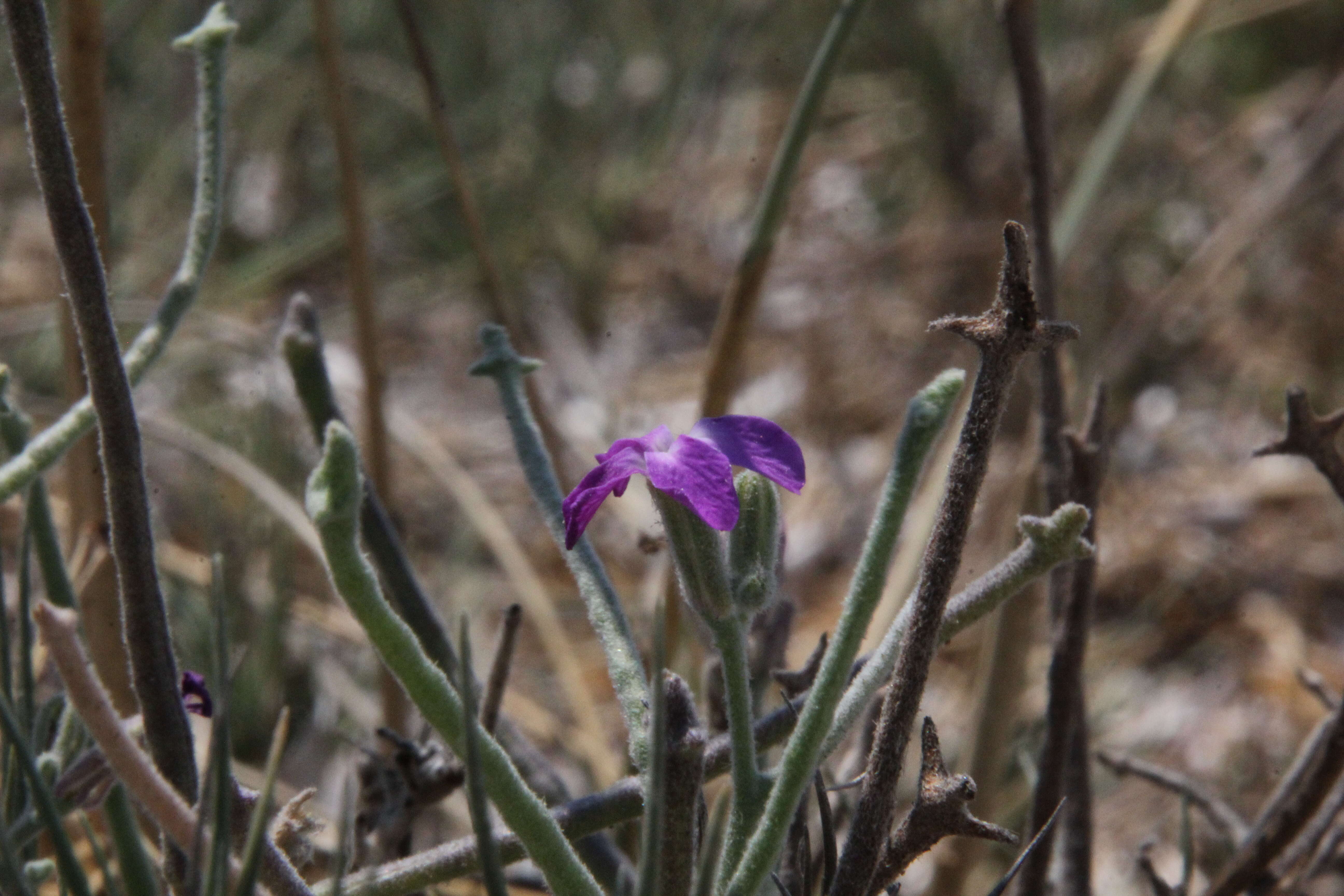 Image of Matthiola tricuspidata (L.) W. T. Aiton