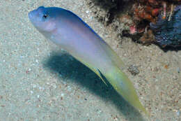 Слика од Oxycercichthys