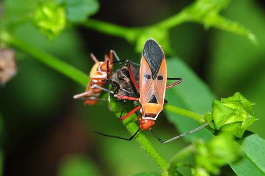 Imagem de <i>Dysdercus cingulatus</i>