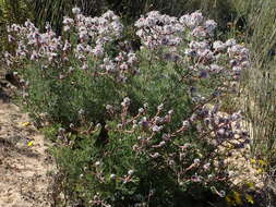 Image of marshmallow spiderhead