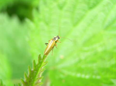 Image of Rhagonycha fulva