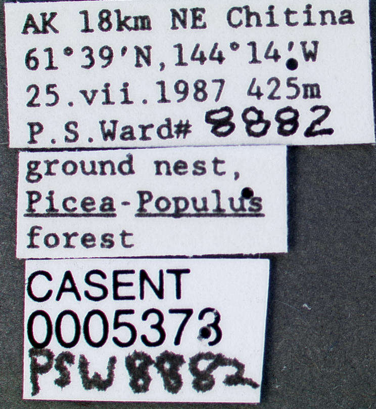 Image of Formica podzolica Francoeur 1973