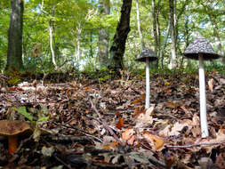 Imagem de Coprinopsis picacea (Bull.) Redhead, Vilgalys & Moncalvo 2001