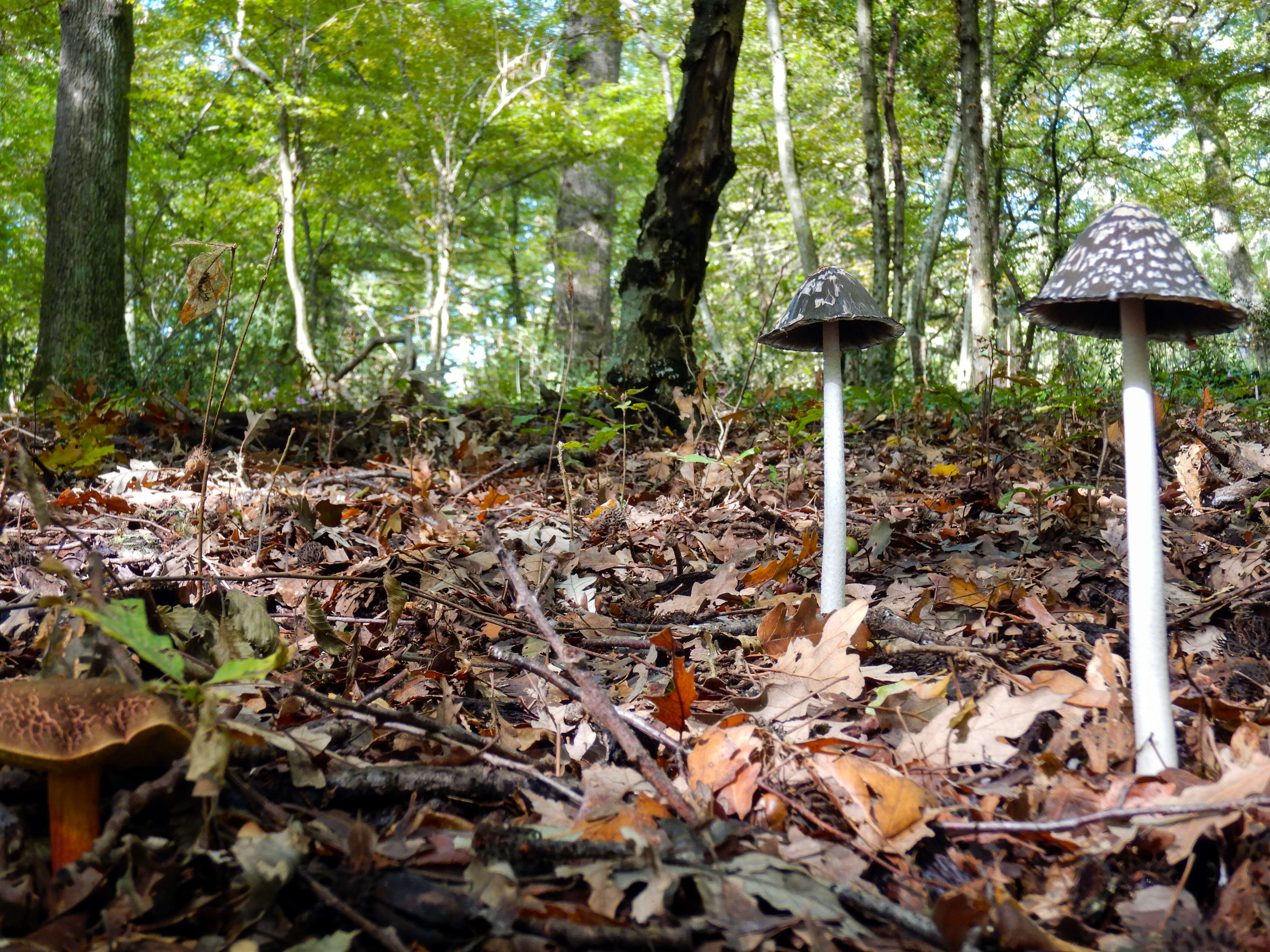 Imagem de Coprinopsis picacea (Bull.) Redhead, Vilgalys & Moncalvo 2001