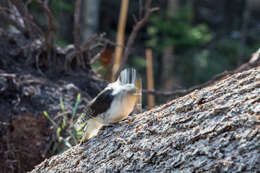 Image of American Three-toed Woodpecker