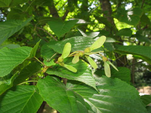 Image of Acer distylum Sieb. & Zucc.