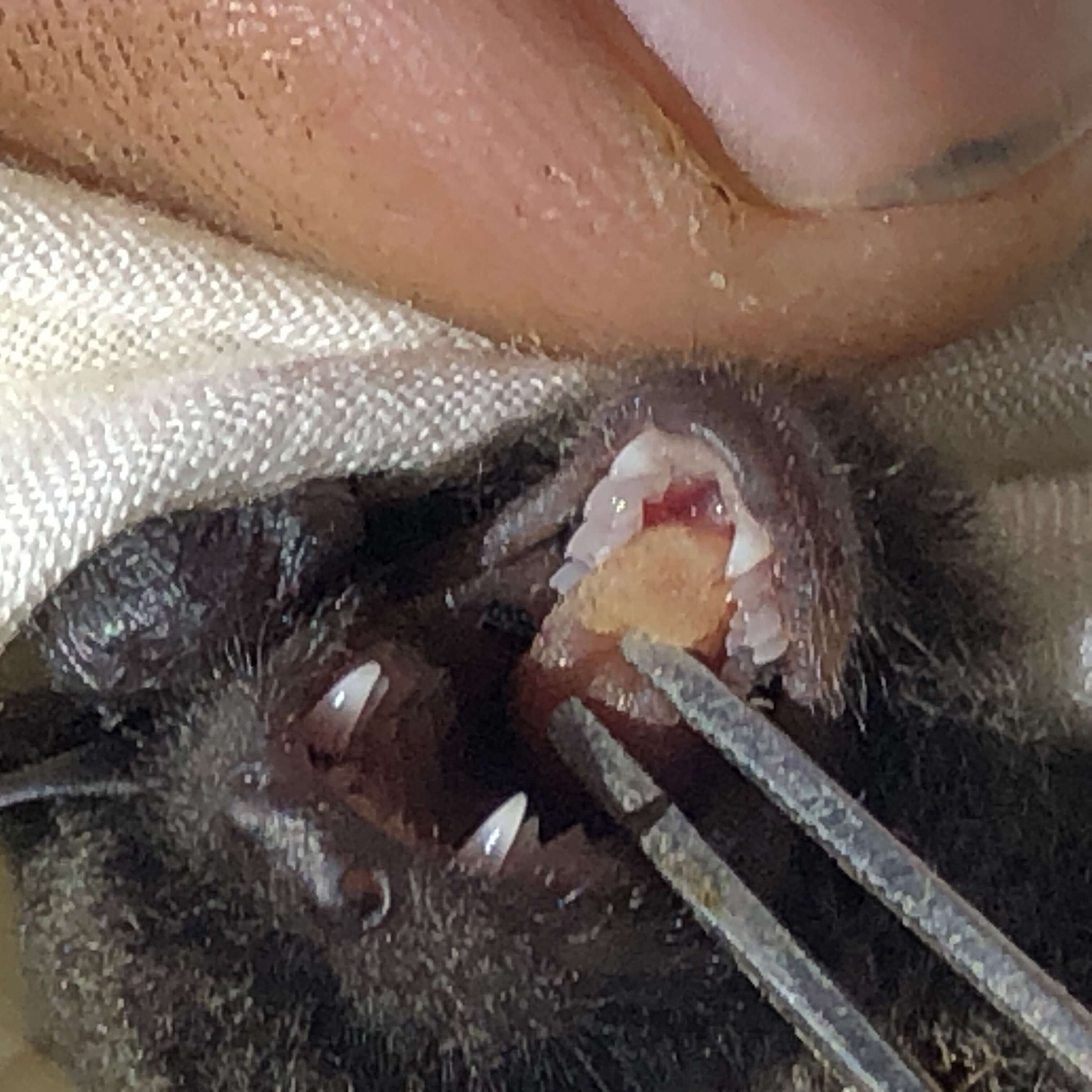 Image of Black Myotis