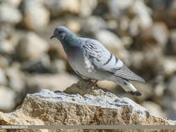 Image of Hill Pigeon