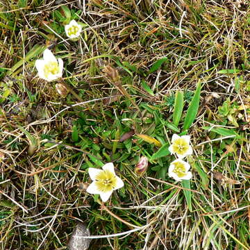 Image of Gentianella limoselloides (Kunth) Fabris