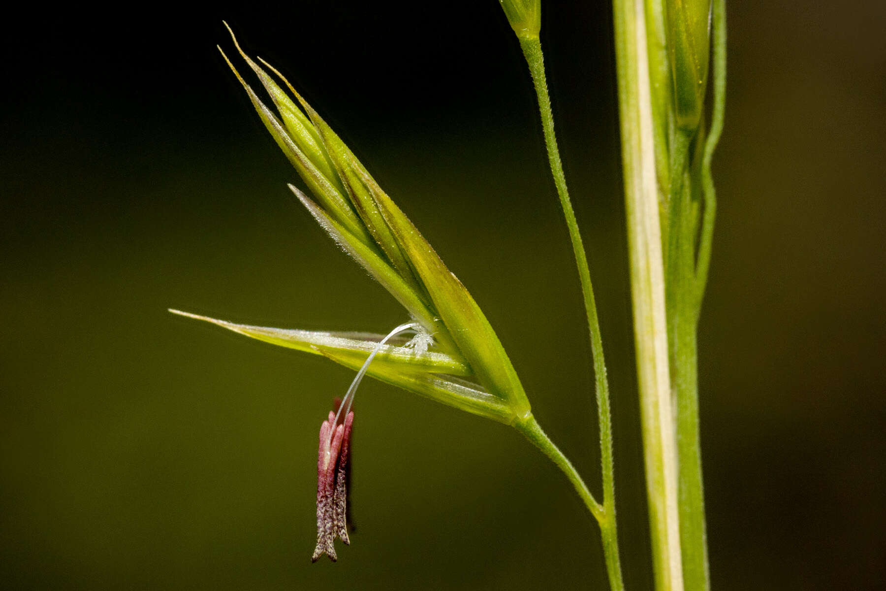 Image of Thurber's fescue