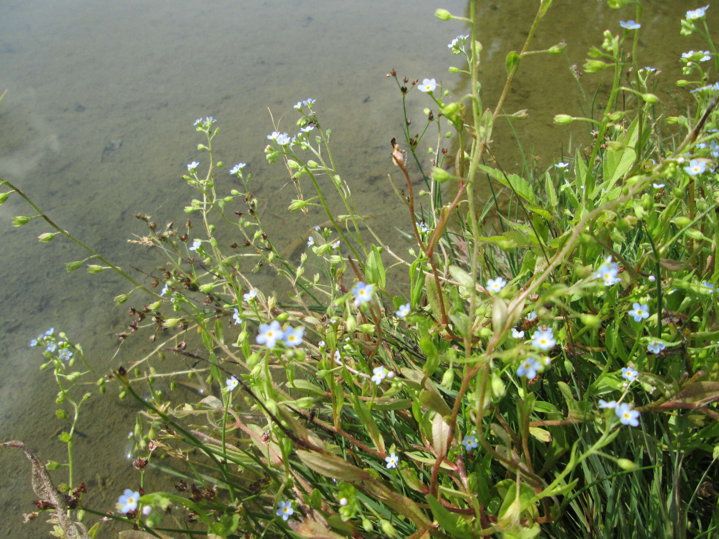 Image of true forget-me-not