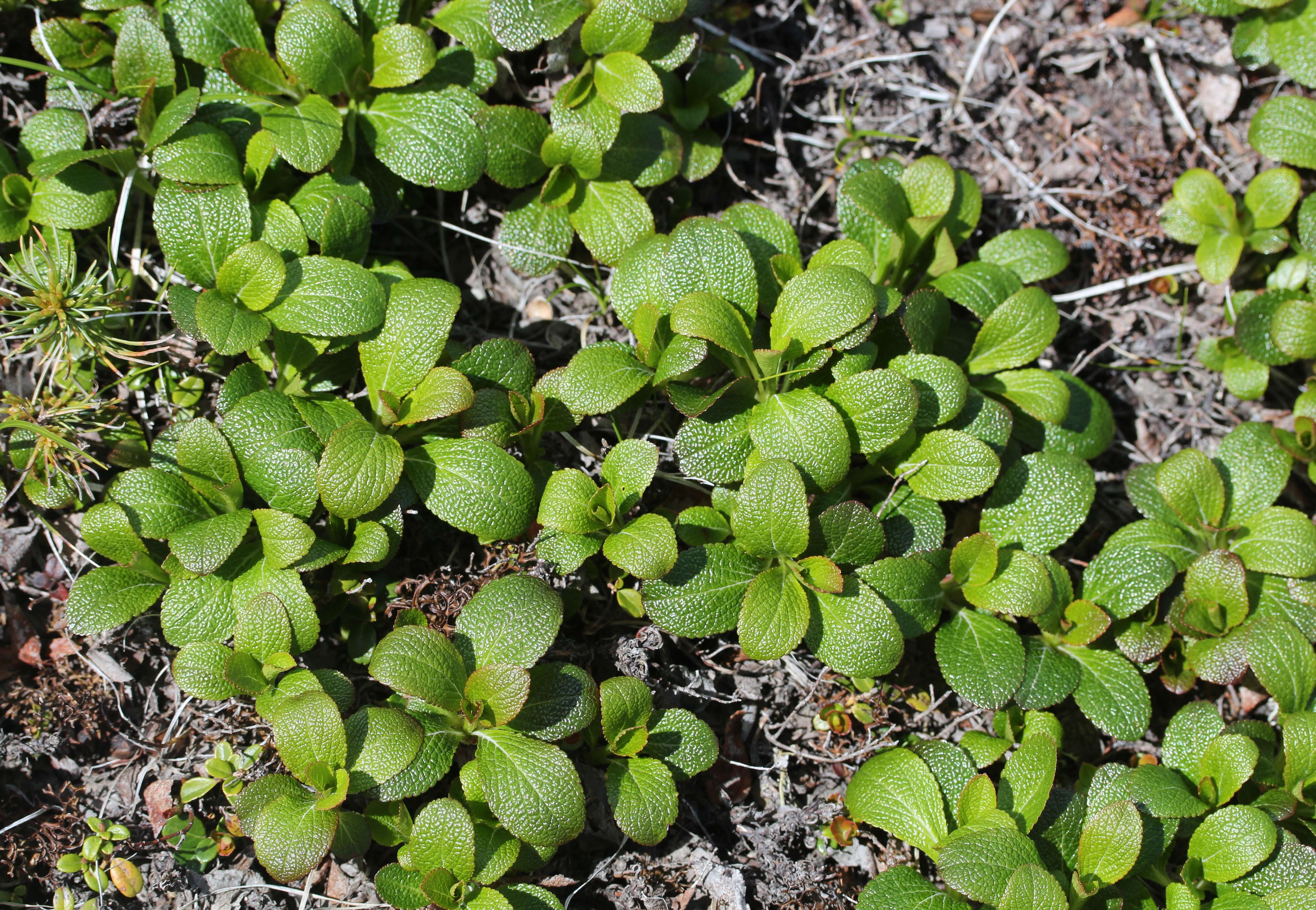 Image of Alpine bearberry