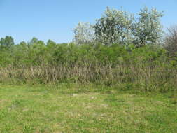 Image of desert false indigo