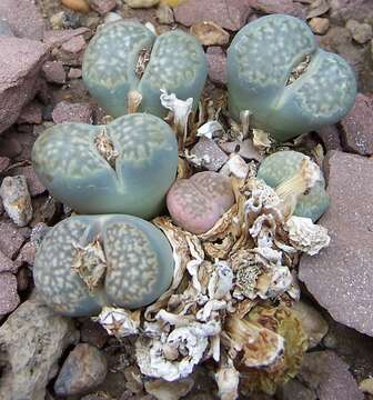 Imagem de Lithops hallii De Boer