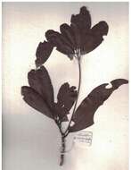 Image of Alseodaphne semecarpifolia Nees