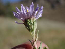 Image of western meadow aster