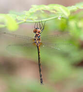 Image of Hemicordulia asiatica Selys 1878