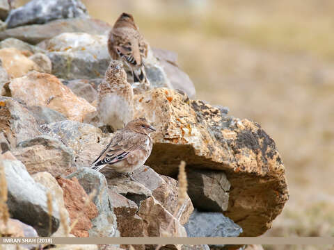 Image of Asian Crimson-winged Finch